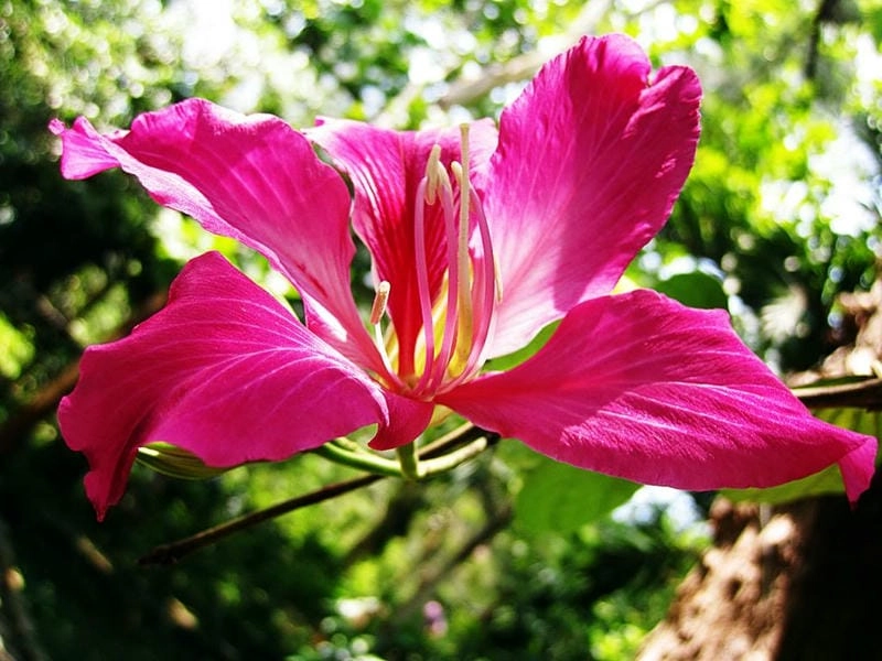 Hoa móng bò tím mang sắc nhẹ nhàng và lãng mạn