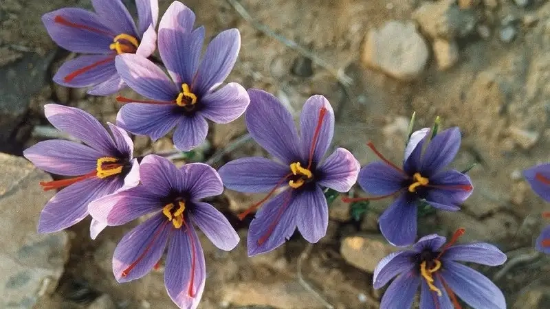 Khám phá hoa nghệ tây bán ở đâu uy tín và chất lượng