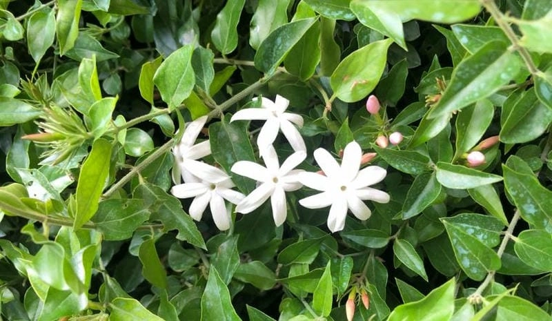 Hoa nguyệt quế bao lâu nở hoa còn tùy chế độ chăm sóc