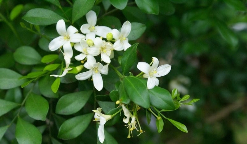 Hoa nguyệt quế ý nghĩa tượng trưng cho chiến thắng