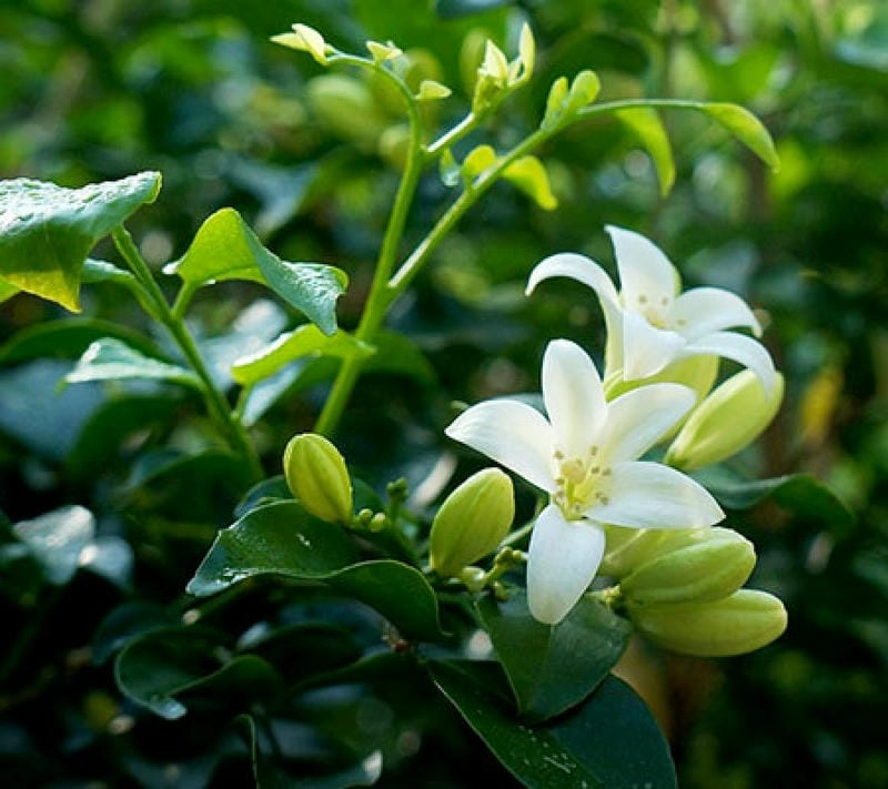 Hoa nguyệt quế nở quanh năm dễ chăm và tỏa hương