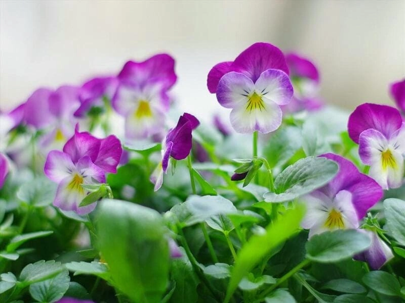 Bông păng xê khoe sắc thắm trong nắng sớm mai