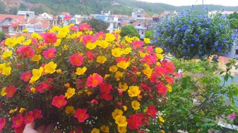 Cây hoa sam cảnh thích hợp trồng trang trí sân vườn