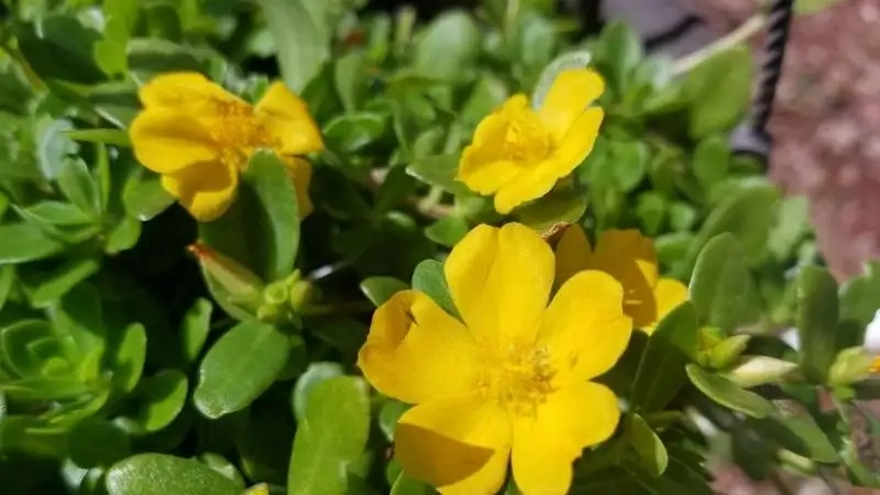 Hoa sam cảnh dễ trồng không là lựa chọn hoàn hảo cho mọi người