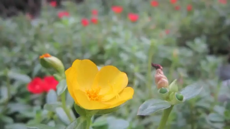 Mua hoa sam cảnh ở đâu để có cây tươi và chất lượng tốt