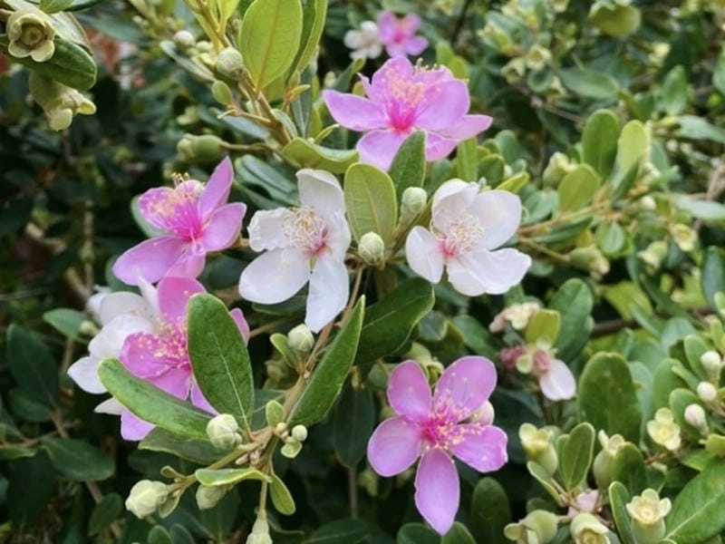 Hình ảnh bông hoa sim mang sắc tím nhẹ nhàng