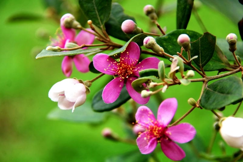 Chiêm ngưỡng hình ảnh cây hoa sim đẹp nhất