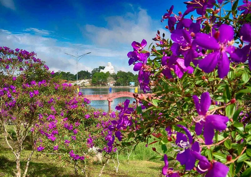 Vẻ đẹp đồng nội giản dị của hoa sim tím