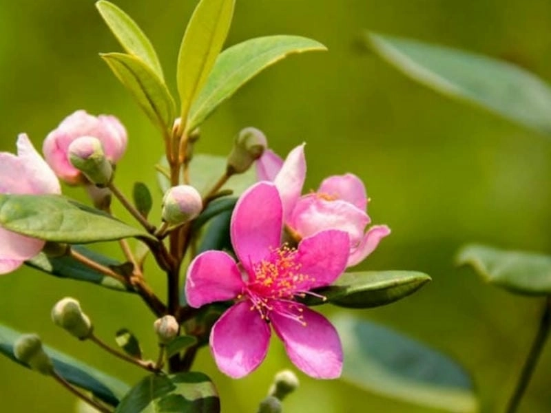 Bộ sưu tập đa dạng về các loại hoa sim nổi bật