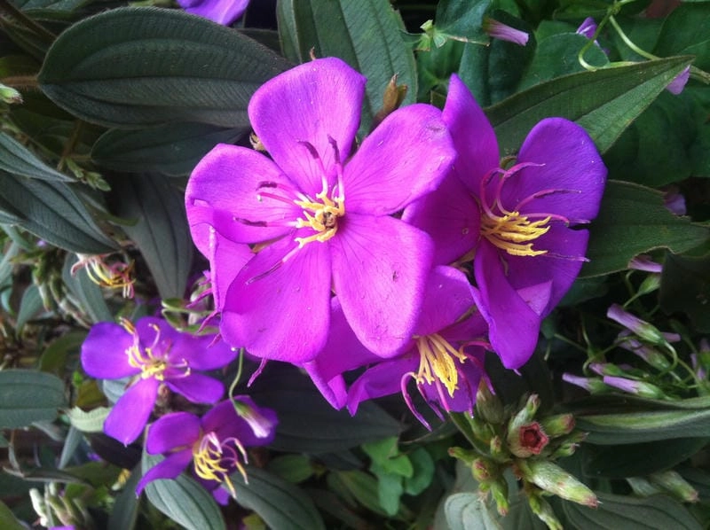 Tạo điểm nhấn vườn nhà với cây hoa sim cảnh