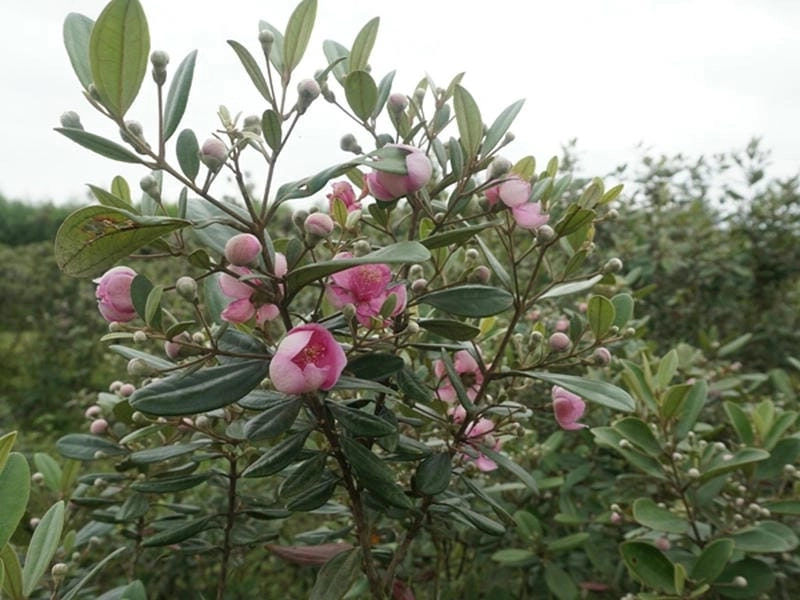 Sắc màu nổi bật từ cây hoa sim tím khoe sắc