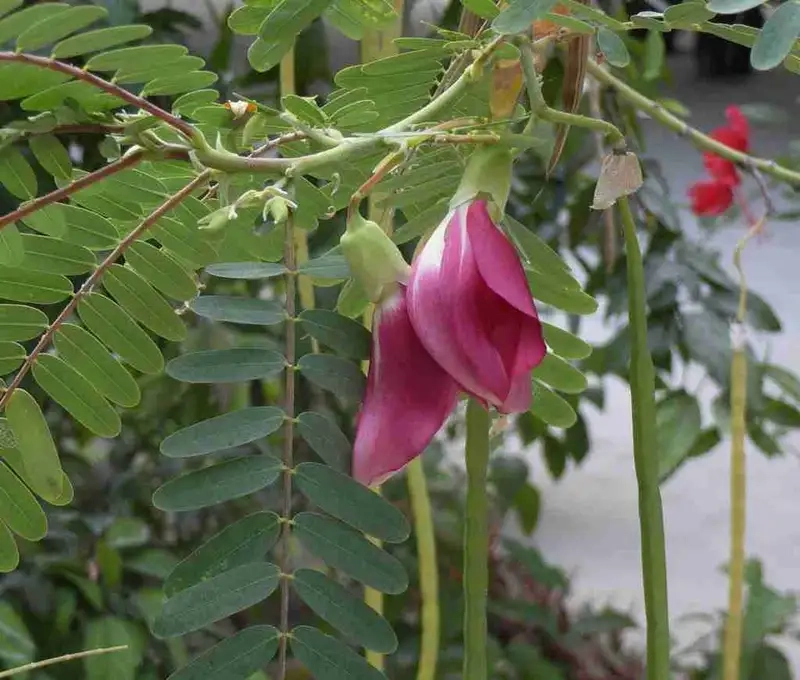 Khám phá tác dụng của Hoa so đũa làm thuốc dân gian