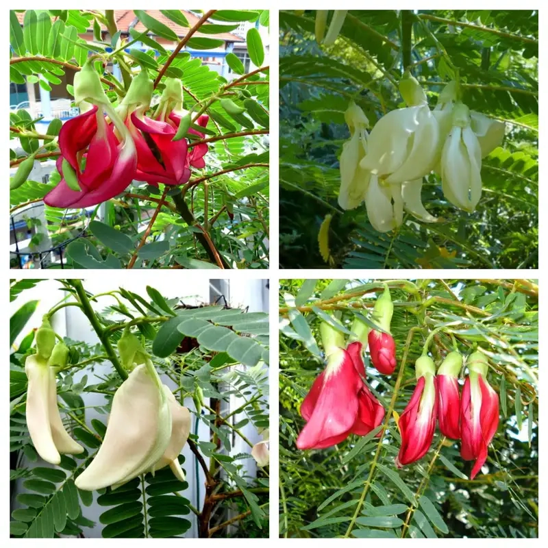 Khám phá vẻ đẹp Cây so đũa trong vườn nhà bạn