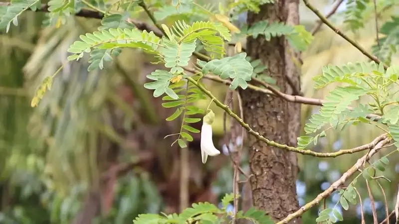 Ngắm nhìn sắc trắng tinh khôi của Hoa so đũa trắng