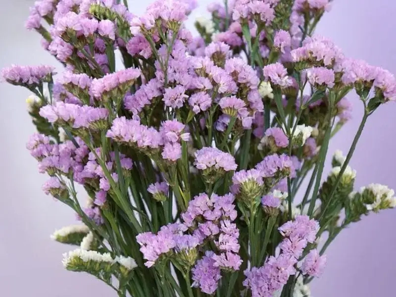 Hoa statice khô đẹp lâu tươi cho trang trí phòng