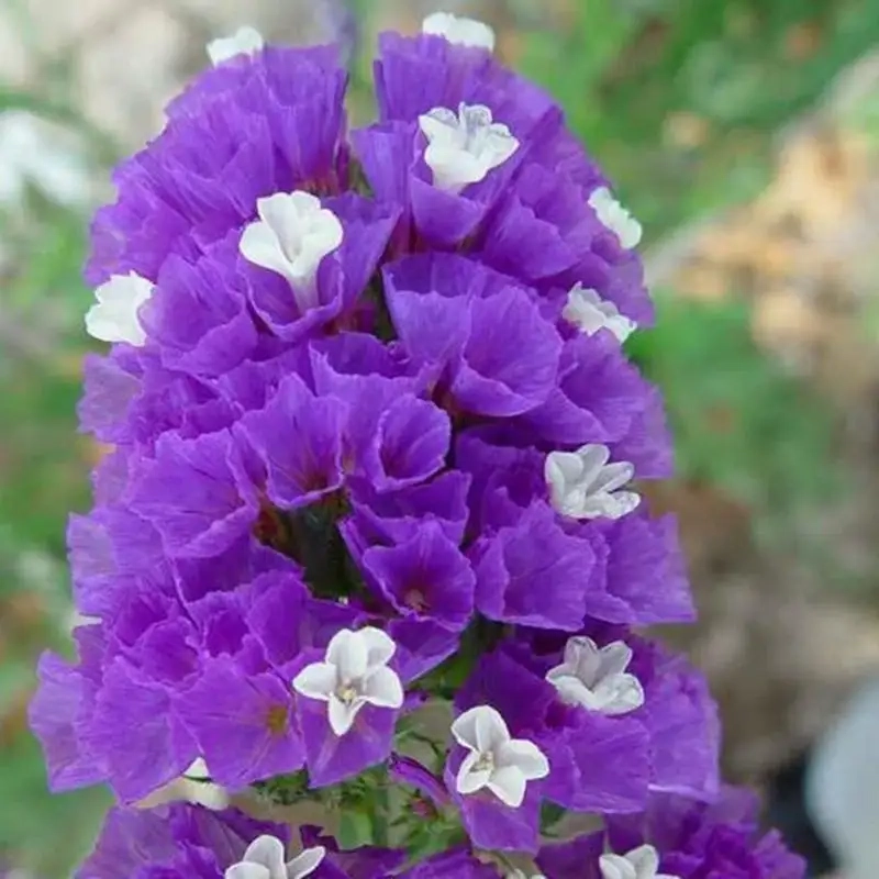 Hoa statice biểu tượng cho điều gì tình yêu và hy vọng