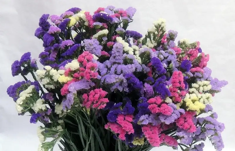 Ý nghĩa hoa statice tượng trưng cho sự kiên nhẫn và bền bỉ