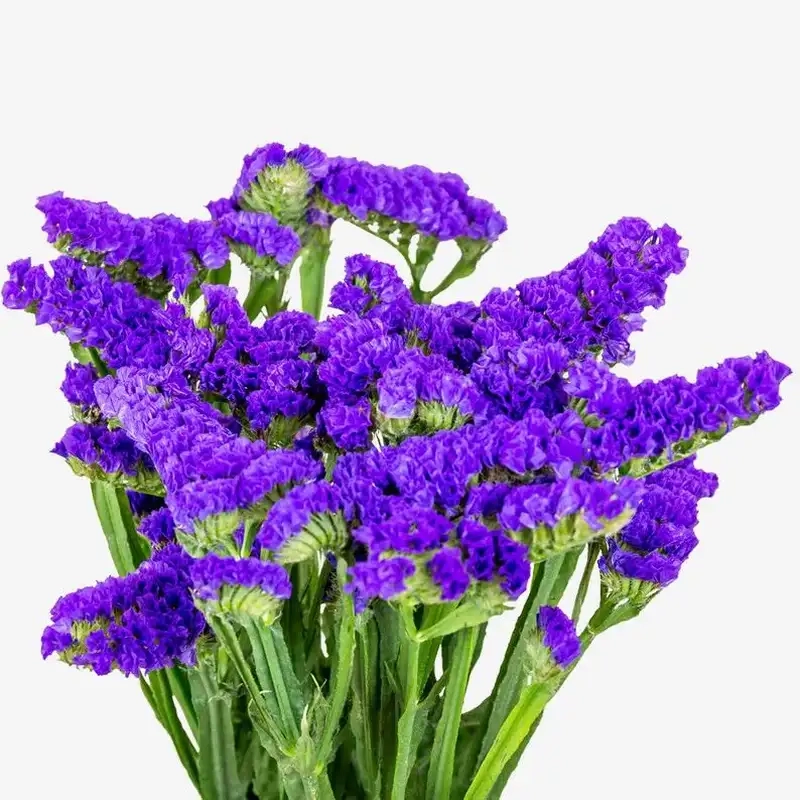 Hoa statice mang ý nghĩa gì gửi gắm thông điệp yêu thương