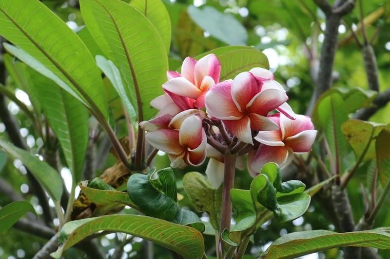 Hình ảnh hoa sứ đại đẹp tinh khôi giữa khu vườn