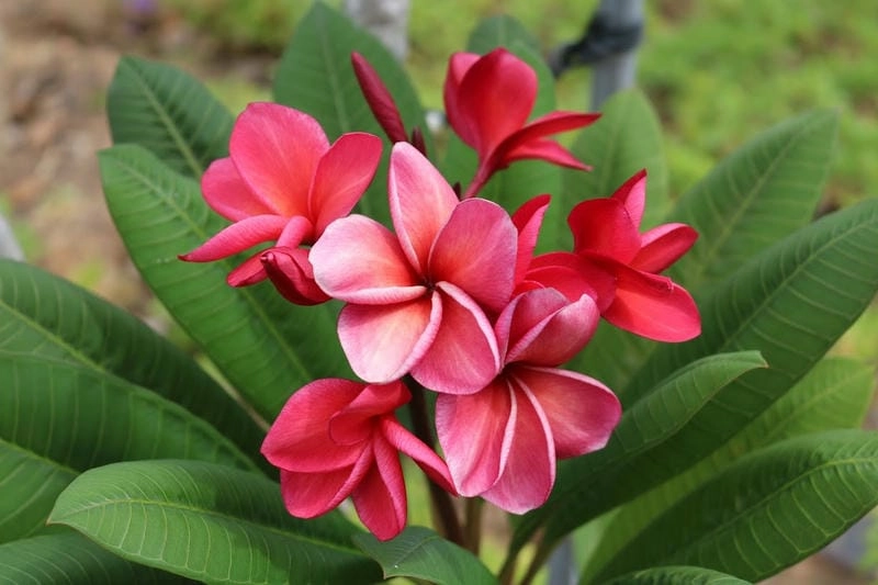 Hoa sứ đại phong thủy giúp thu hút năng lượng tích cực