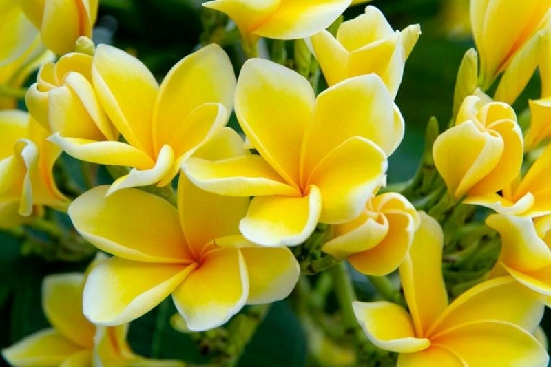 Hoa sứ đại hợp tuổi nào nên chọn để tăng may mắn