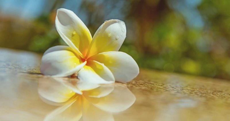 Hoa sứ đại có dễ trồng không được nhiều người quan tâm