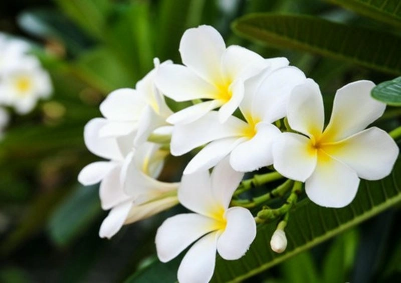 Bộ sưu tập ảnh hoa sứ trắng tinh khôi làm đẹp không gian sống