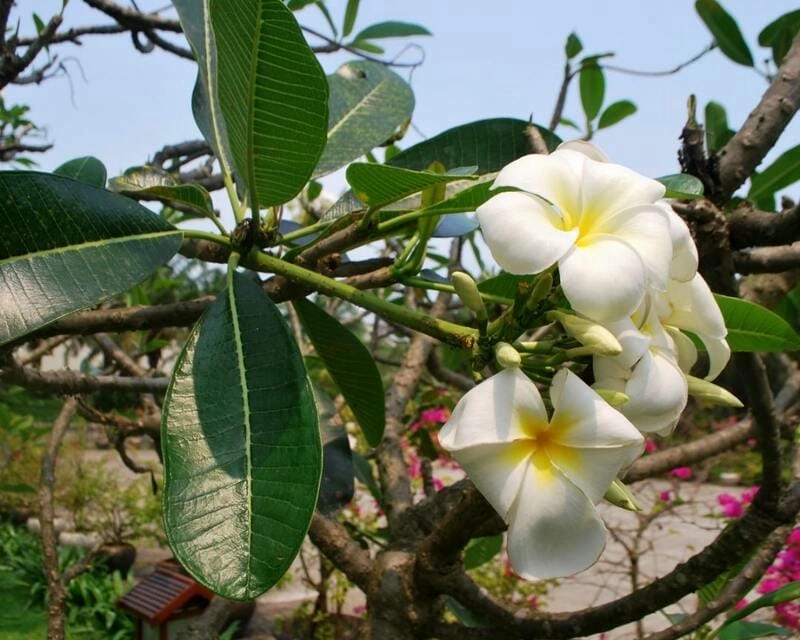 Sắc thanh tao dịu dàng của hoa sứ màu trắng làm say lòng người
