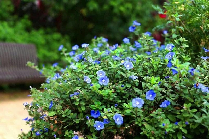 Điều đặc biệt trong ý nghĩa của hoa thanh tú bạn nên biết
