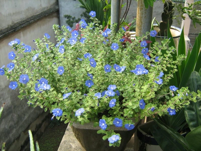 Vườn nhà rực rỡ với sắc hoa hồng thanh tú nhẹ nhàng