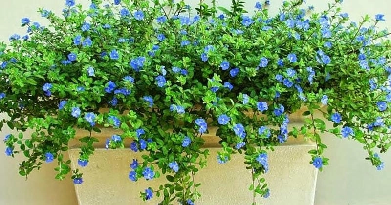 Gợi ý cách trồng hoa thanh tú đơn giản cho người mới