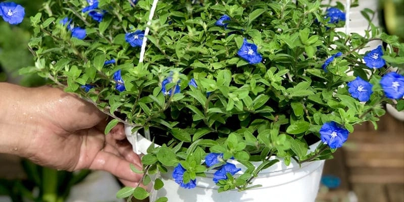 Nhận diện dễ dàng qua đặc điểm hoa thanh tú nổi bật nhất
