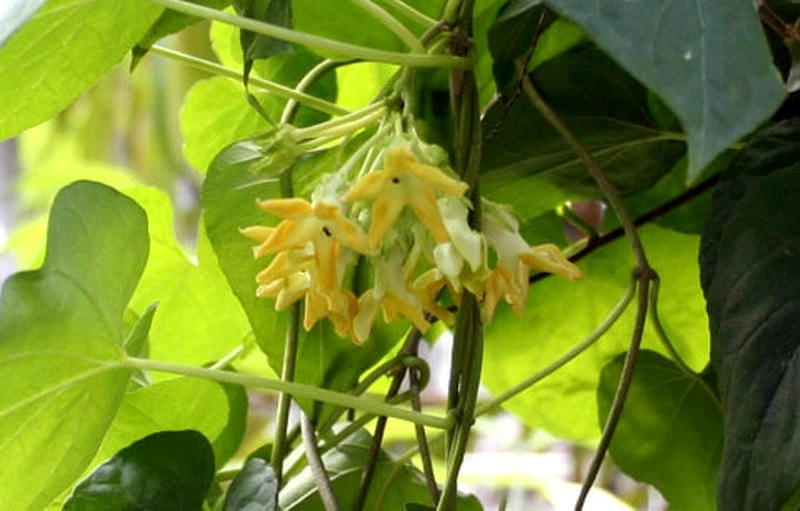 Tìm hiểu giá trị sức khỏe của công dụng hoa thiên lý