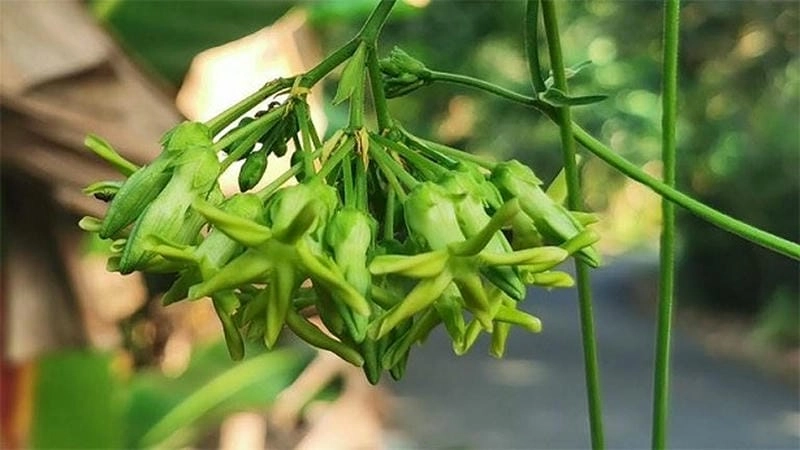 Hương vị thanh mát lưu giữ trong hoa thiên lý khô