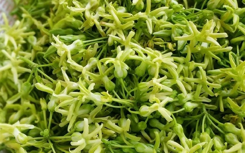 Giải nhiệt cơ thể nhờ tác dụng của lá hoa thiên lý