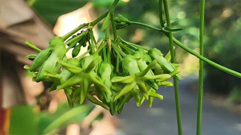 Khỏe mạnh hơn mỗi ngày nhờ công dụng hoa thiên lý