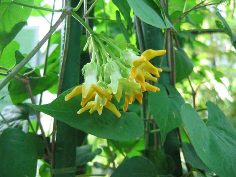 Màu xanh thanh mát của bông hoa thiên lý