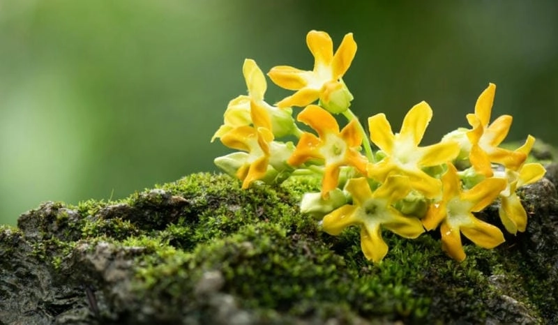 Khám phá vẻ đẹp tự nhiên của hoa thiên lý