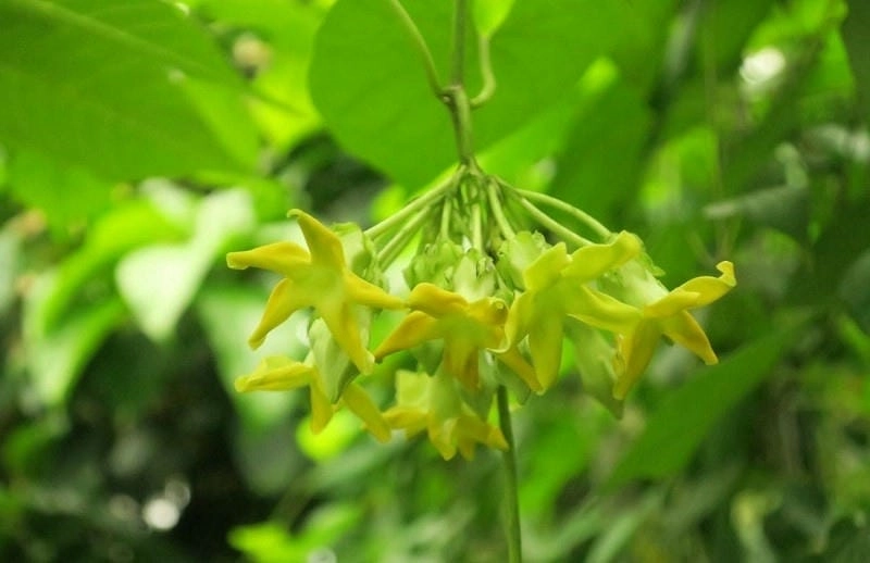 Hương vị ẩm thực dân gian từ bông thiên lý