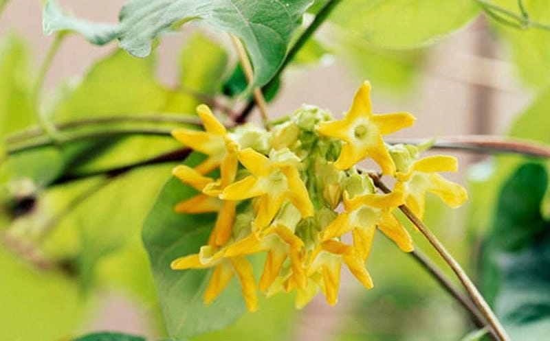 Món ngon ngày hè chế biến từ bông hoa thiên lý