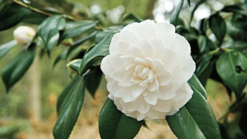 Hoa trà mi mang vẻ đẹp thanh tao cuốn hút