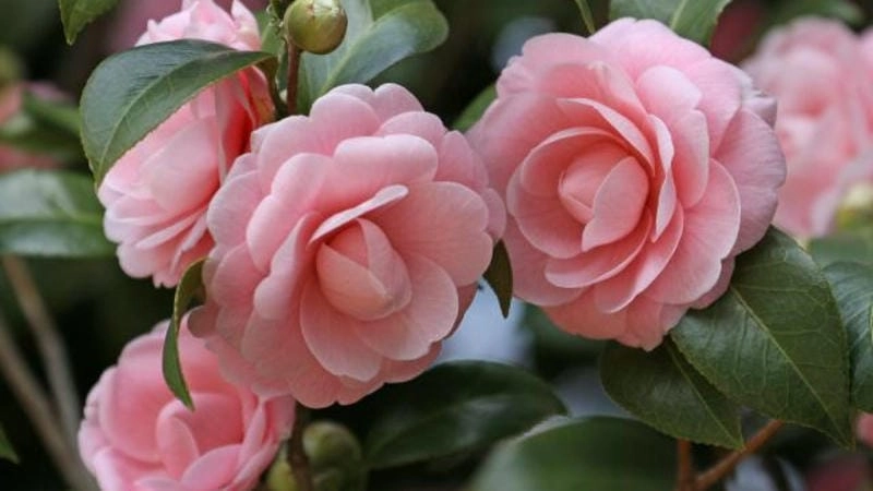 Bộ sưu tập hình hoa trà my đẹp làm say mê ánh nhìn