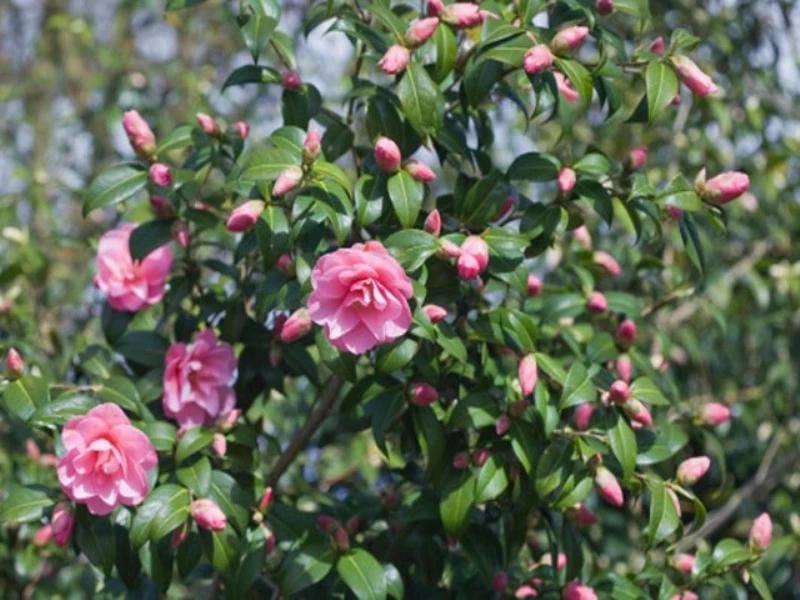 Hương dịu nhẹ từ hoa trà my thơm quyến rũ