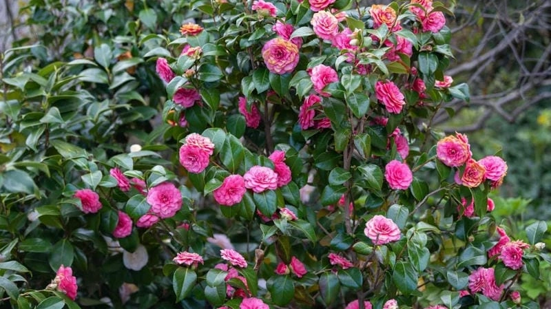 Tìm hiểu cách chăm hoa trà mi tươi lâu bền