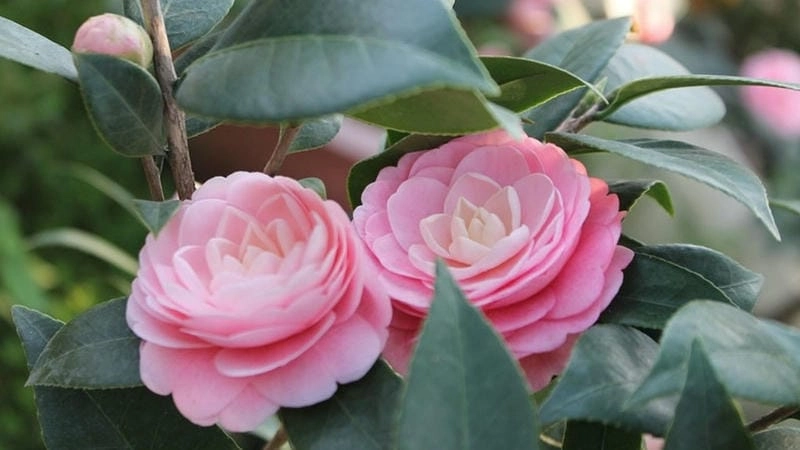 Khám phá ý nghĩa trà mi hoa trong phong thủy