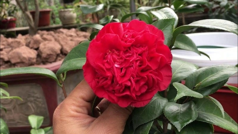 Tìm hiểu sâu về ý nghĩa của hoa trà mi đẹp