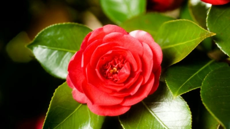 Cảnh đẹp khi hoa trà my nở rộ khắp khu vườn