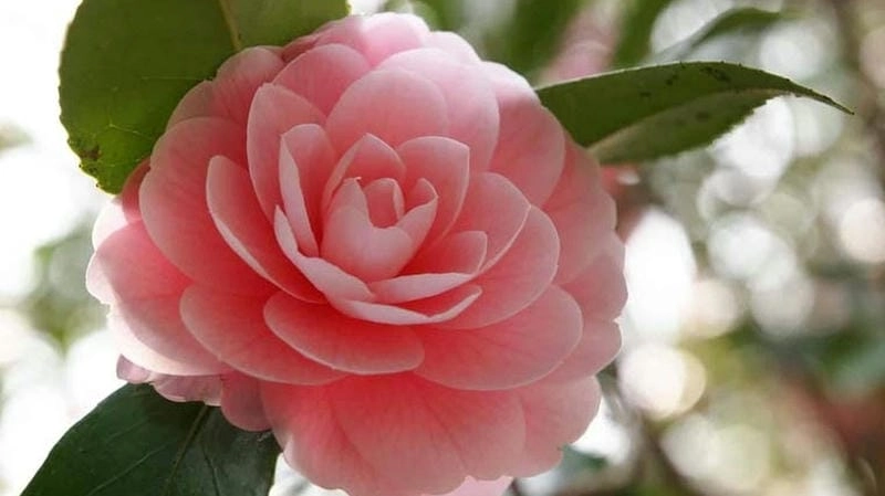 Kiệt tác nghệ thuật với hoa trà mi bonsai độc đáo