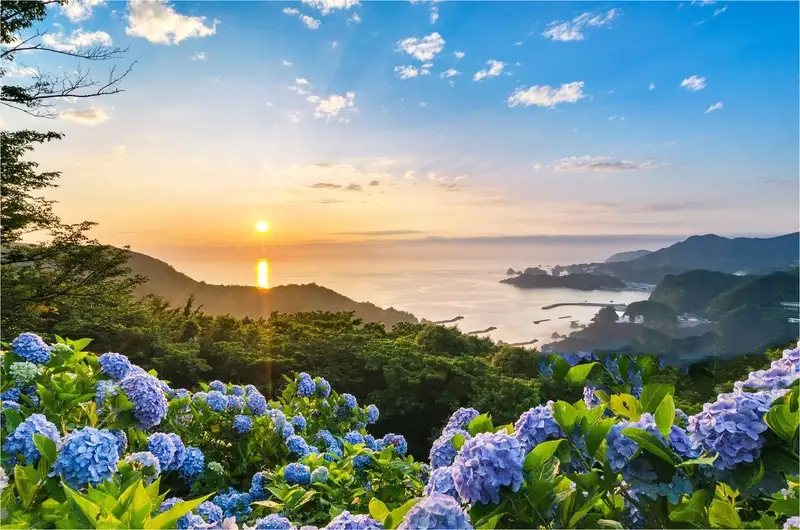 Kinh nghiệm trồng và chăm sóc hoa tú cầu mini