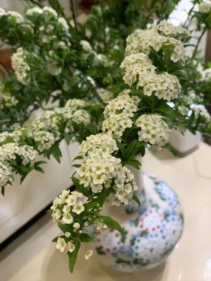 Hoa tú cầu mini làm quà tặng gửi yêu thương